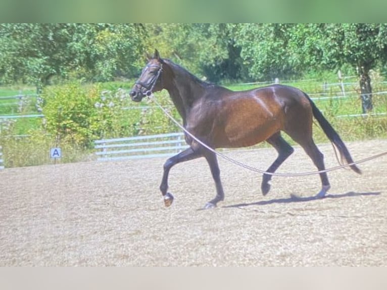 Hannoveraan Merrie 8 Jaar 172 cm Bruin in Weimar