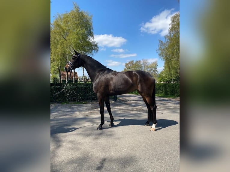 Hannoveraan Merrie 8 Jaar 172 cm Donkerbruin in Twistringen