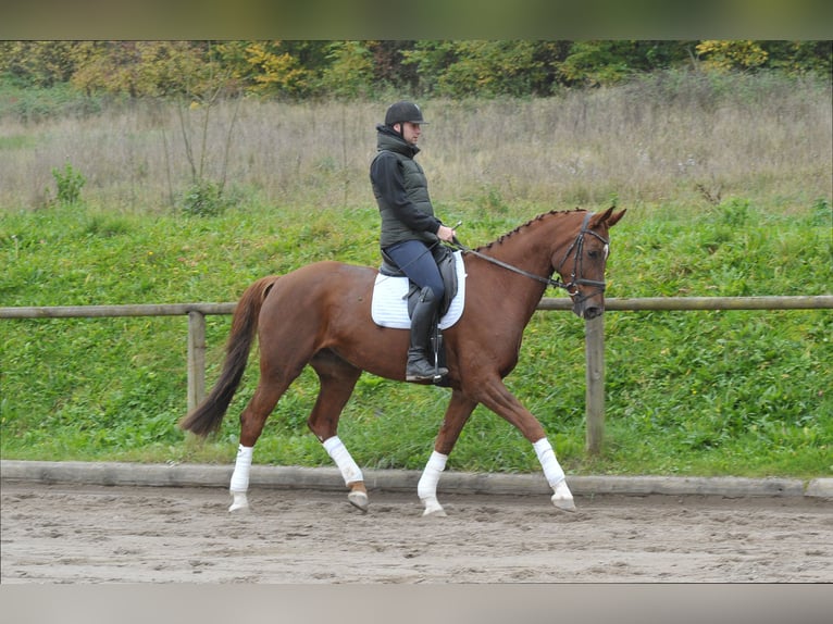 Hannoveraan Merrie 8 Jaar 172 cm Vos in Wellheim