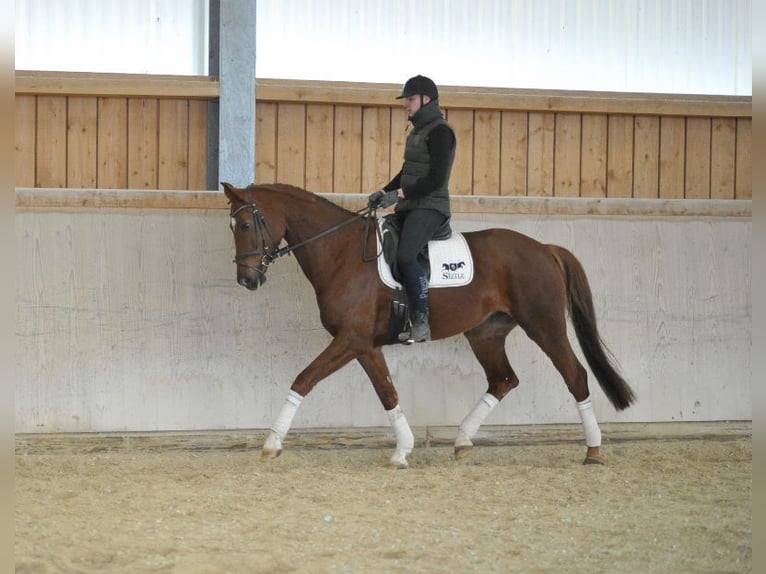 Hannoveraan Merrie 8 Jaar 172 cm Vos in Wellheim