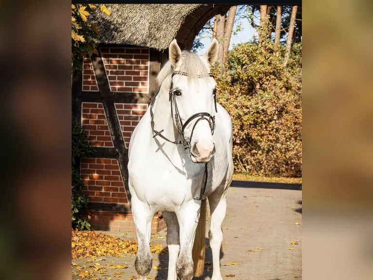 Hannoveraan Merrie 8 Jaar 173 cm Schimmel in Schneverdingen