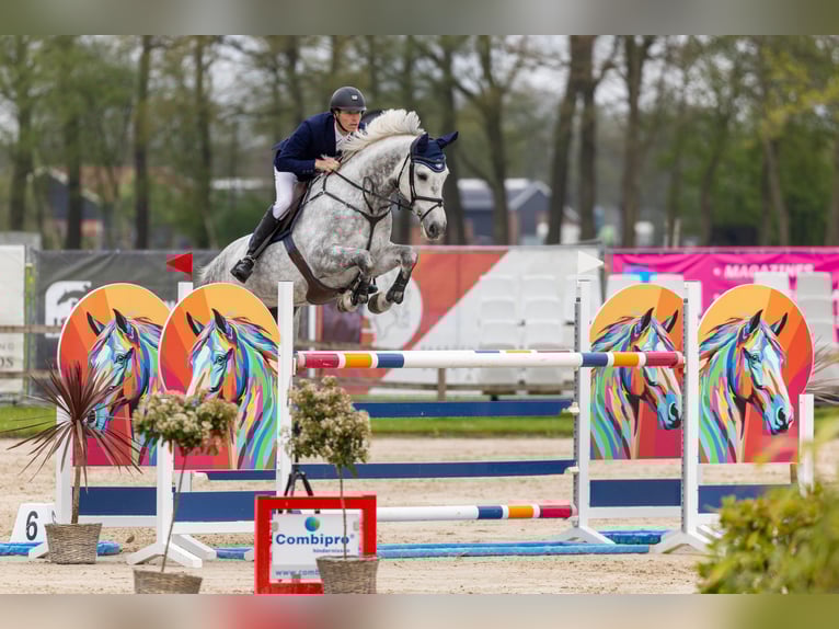Hannoveraan Merrie 8 Jaar 173 cm Schimmel in Beuningen
