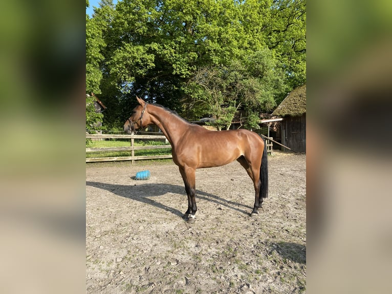 Hannoveraan Merrie 8 Jaar 175 cm Bruin in Salzhausen