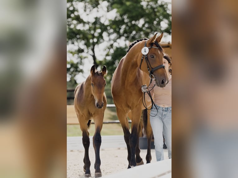 Hannoveraan Merrie 8 Jaar 175 cm Bruin in Salzhausen