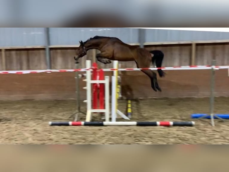 Hannoveraan Merrie 8 Jaar 175 cm Bruin in Salzhausen