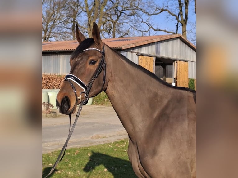 Hannoveraan Merrie 8 Jaar 175 cm Donkerbruin in Rethem