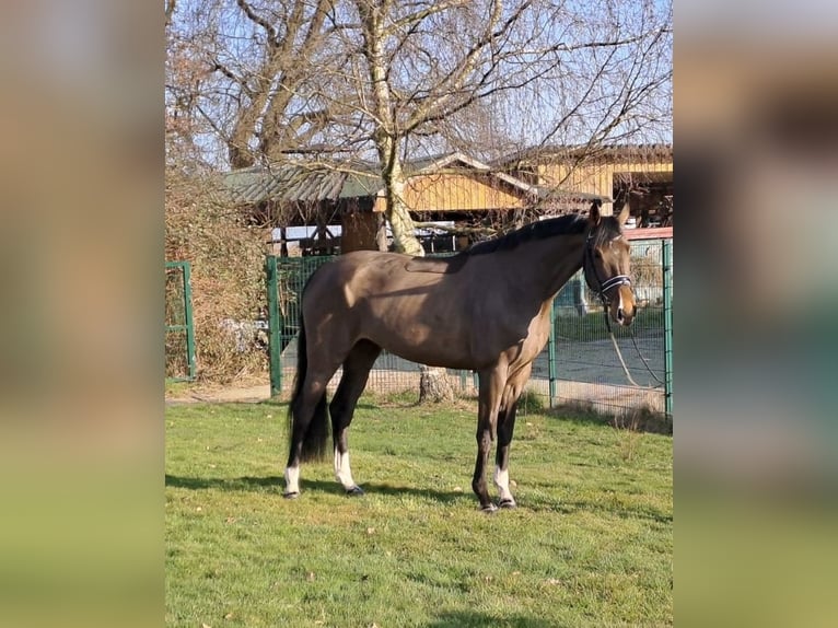 Hannoveraan Merrie 8 Jaar 175 cm Donkerbruin in Rethem