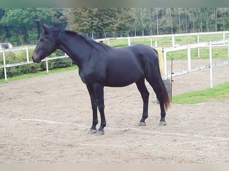 Hannoveraan Merrie 8 Jaar 175 cm in Burgstädt