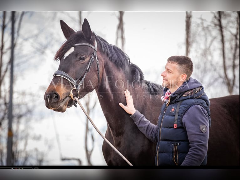 Hannoveraan Merrie 8 Jaar 175 cm in Burgstädt