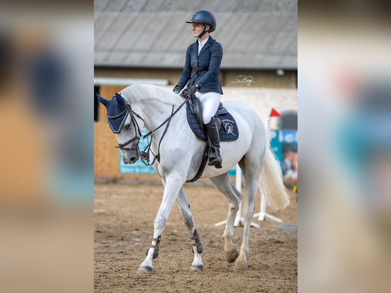 Hannoveraan Merrie 8 Jaar 175 cm Schimmel in Gägelow