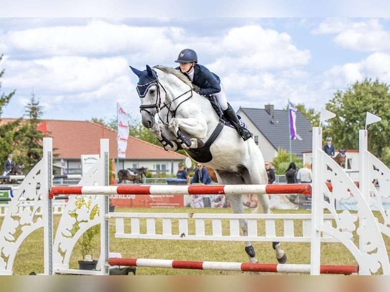 Hannoveraan Merrie 8 Jaar 175 cm Schimmel in Gägelow