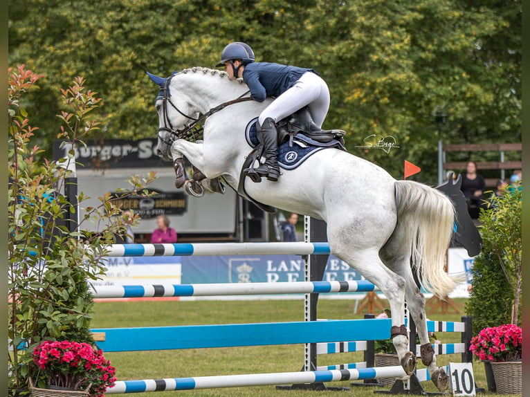 Hannoveraan Merrie 8 Jaar 175 cm Schimmel in Gägelow