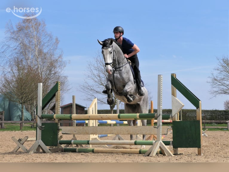 Hannoveraan Merrie 8 Jaar 175 cm Schimmel in Wedemark