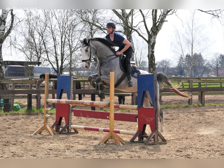 Hannoveraan Merrie 8 Jaar 175 cm Schimmel in Wedemark