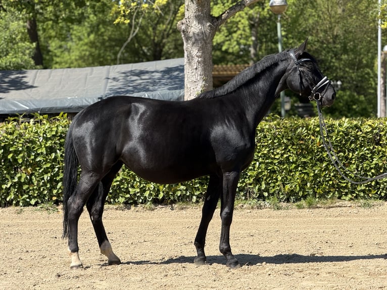 Hannoveraan Merrie 8 Jaar 175 cm Zwart in Düsseldorf
