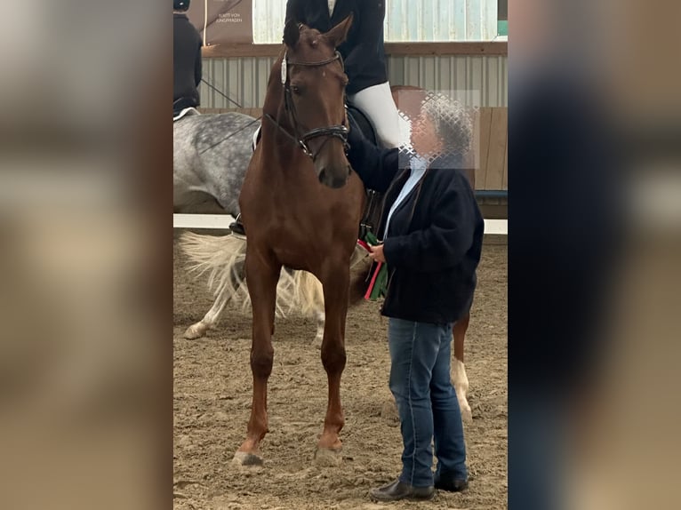 Hannoveraan Merrie 8 Jaar 176 cm Donkere-vos in Petershagen