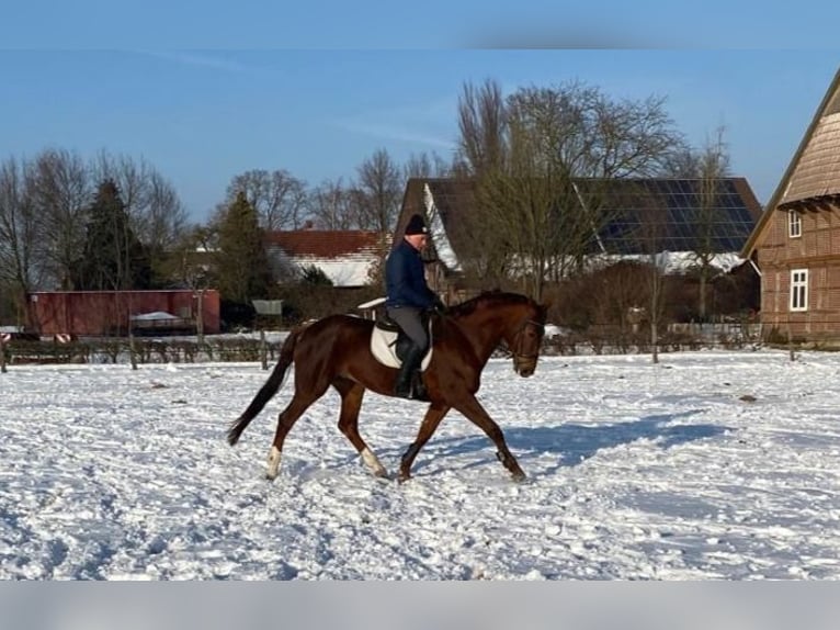 Hannoveraan Merrie 8 Jaar 176 cm Donkere-vos in Petershagen