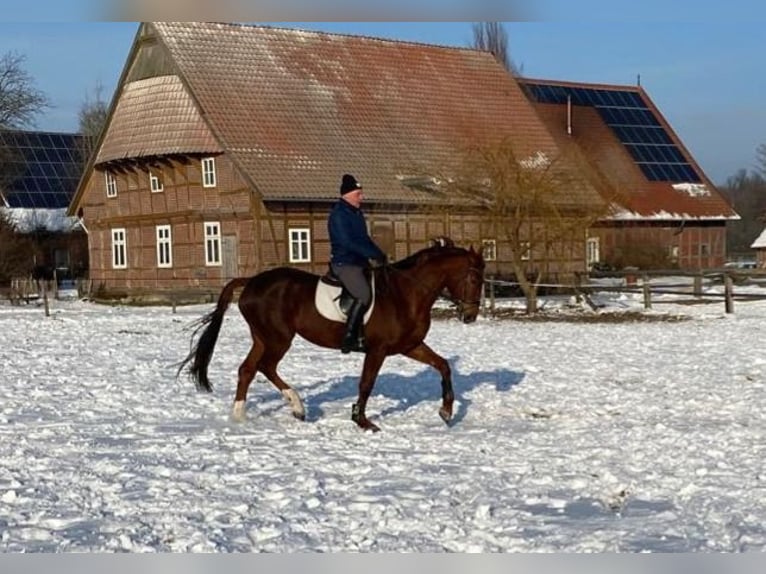 Hannoveraan Merrie 8 Jaar 176 cm Donkere-vos in Petershagen