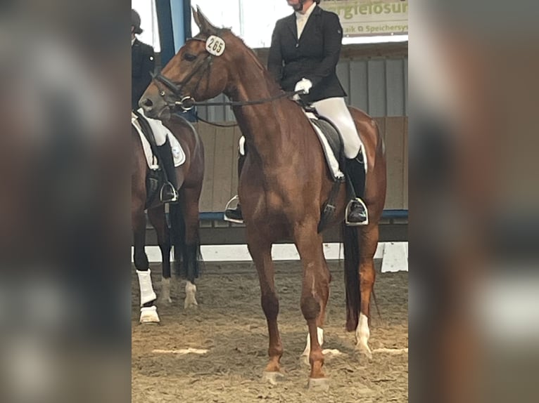 Hannoveraan Merrie 8 Jaar 176 cm Donkere-vos in Petershagen