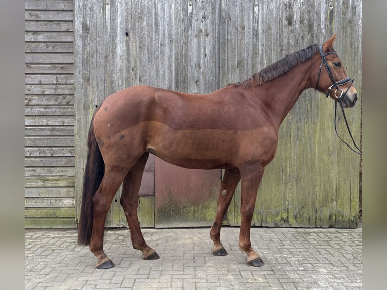 Hannoveraan Merrie 8 Jaar 176 cm Donkere-vos in HUxfeld