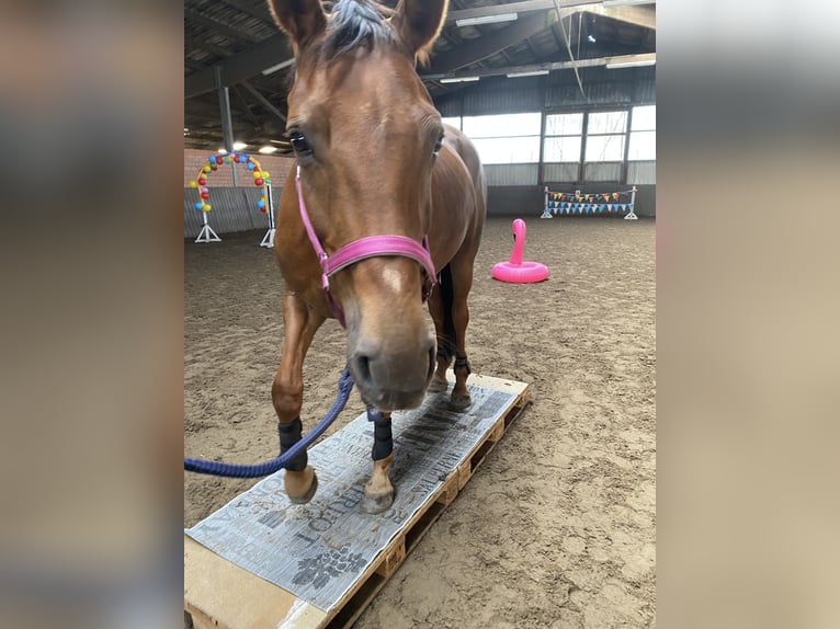 Hannoveraan Merrie 8 Jaar 176 cm Donkere-vos in HUxfeld