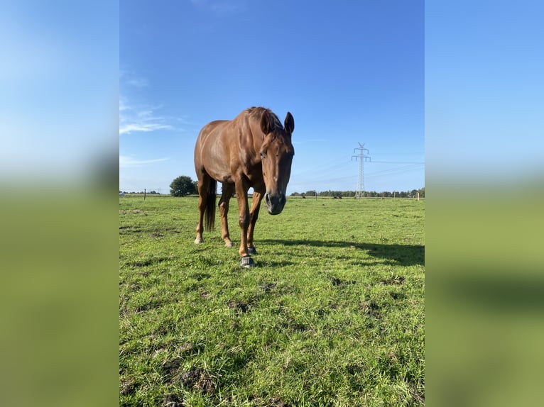 Hannoveraan Merrie 8 Jaar 176 cm Donkere-vos in HUxfeld