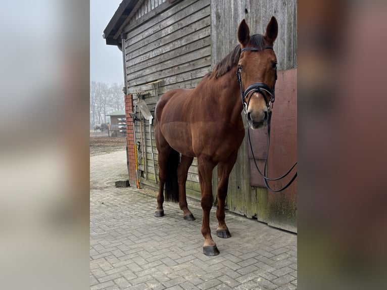 Hannoveraan Merrie 8 Jaar 176 cm Donkere-vos in HUxfeld