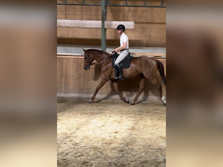 Hannoveraan Merrie 8 Jaar 176 cm Vos in Burgstädt