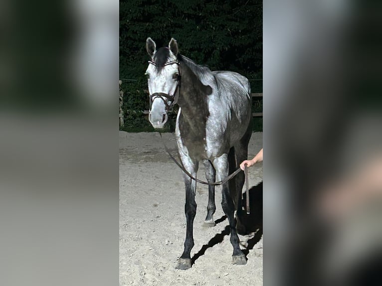 Hannoveraan Merrie 8 Jaar 183 cm Schimmel in Hückelhoven