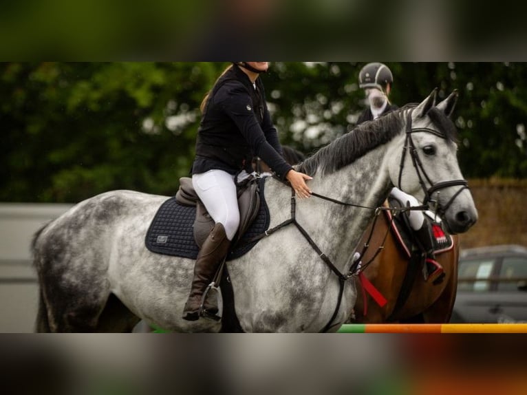 Hannoveraan Merrie 8 Jaar 183 cm Schimmel in Hückelhoven
