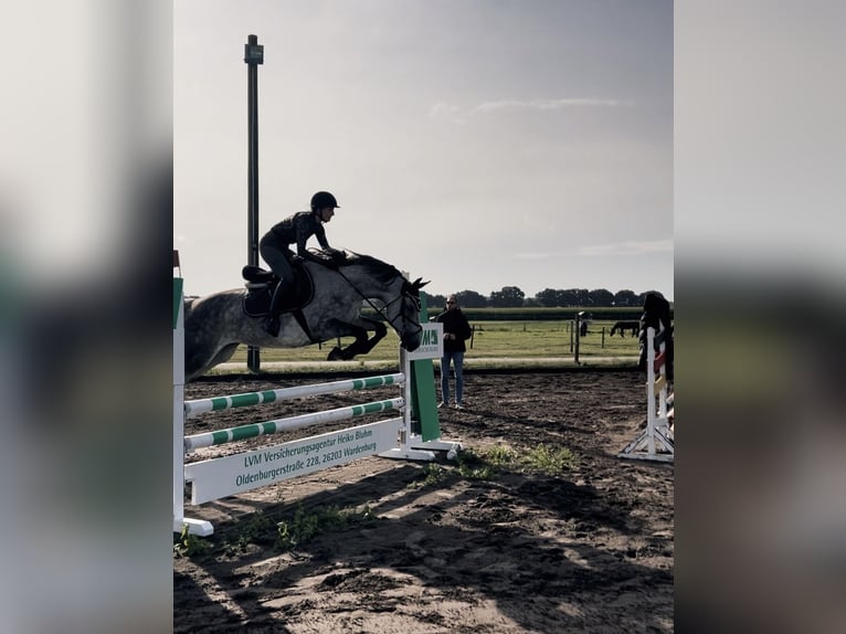 Hannoveraan Merrie 8 Jaar Appelschimmel in Wardenburg