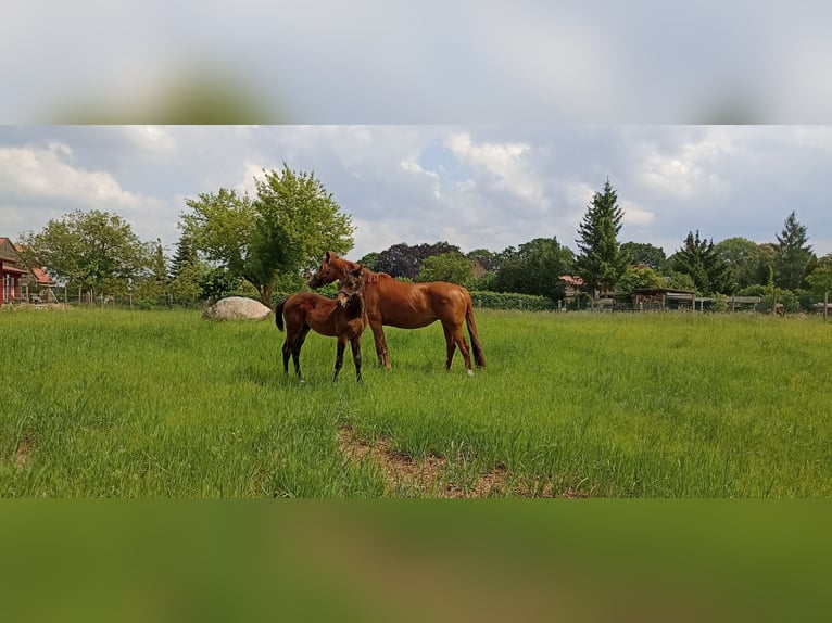 Hannoveraan Merrie 8 Jaar Vos in Mirow