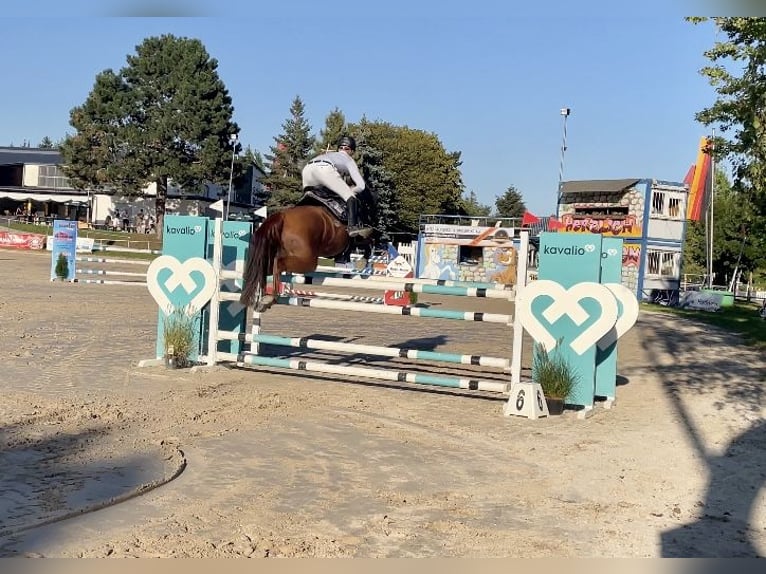 Hannoveraan Merrie 9 Jaar 157 cm Vos in Laubach