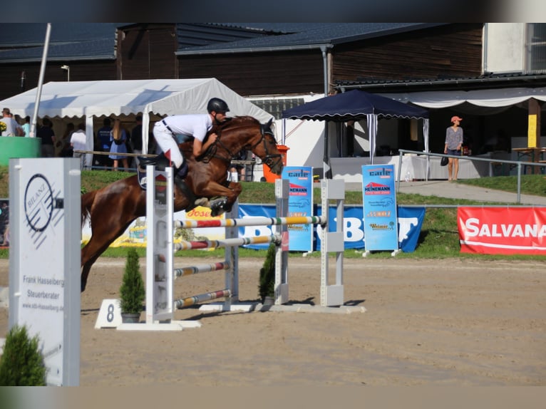 Hannoveraan Merrie 9 Jaar 157 cm Vos in Laubach