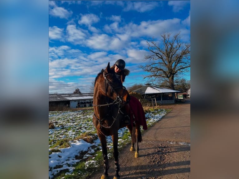 Hannoveraan Merrie 9 Jaar 160 cm in Herford