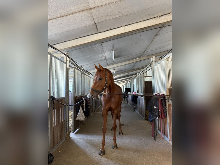 Hannoveraan Merrie 9 Jaar 162 cm Donkere-vos in Castrop-Rauxel
