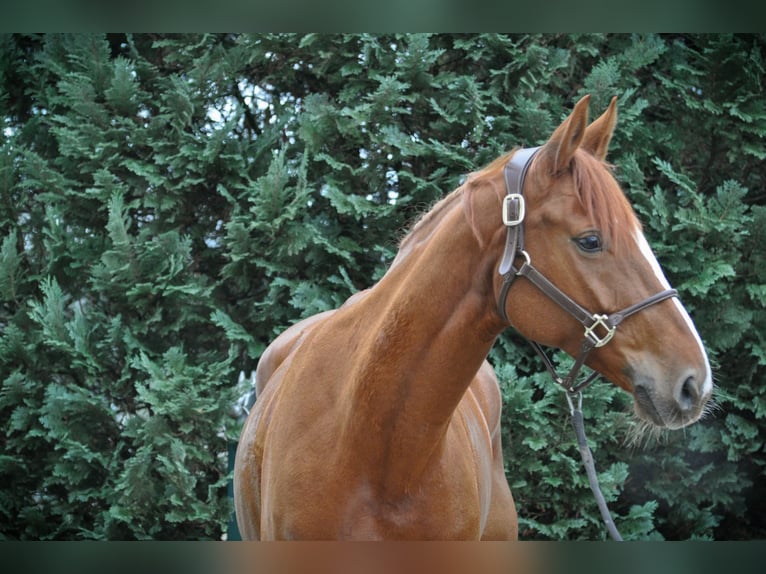 Hannoveraan Merrie 9 Jaar 162 cm Vos in Fraunberg
