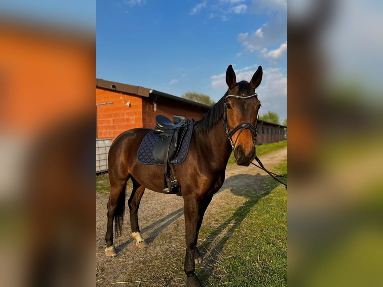Hannoveraan Merrie 9 Jaar 163 cm Bruin in Datteln