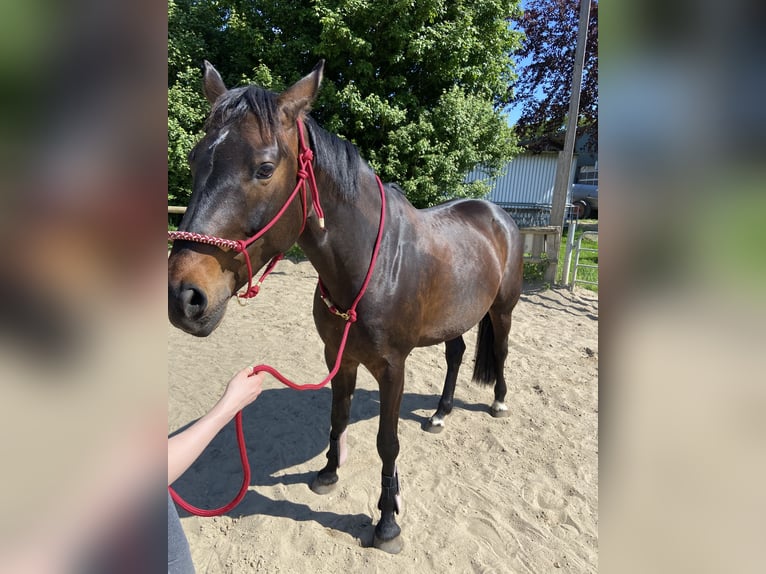 Hannoveraan Merrie 9 Jaar 163 cm Bruin in Norderstedt