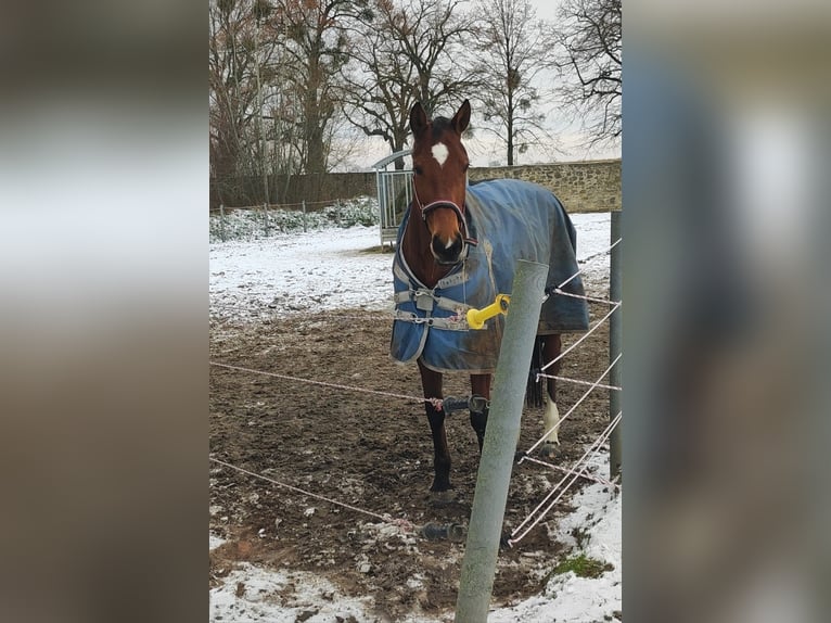 Hannoveraan Merrie 9 Jaar 163 cm Bruin in Cremlingen