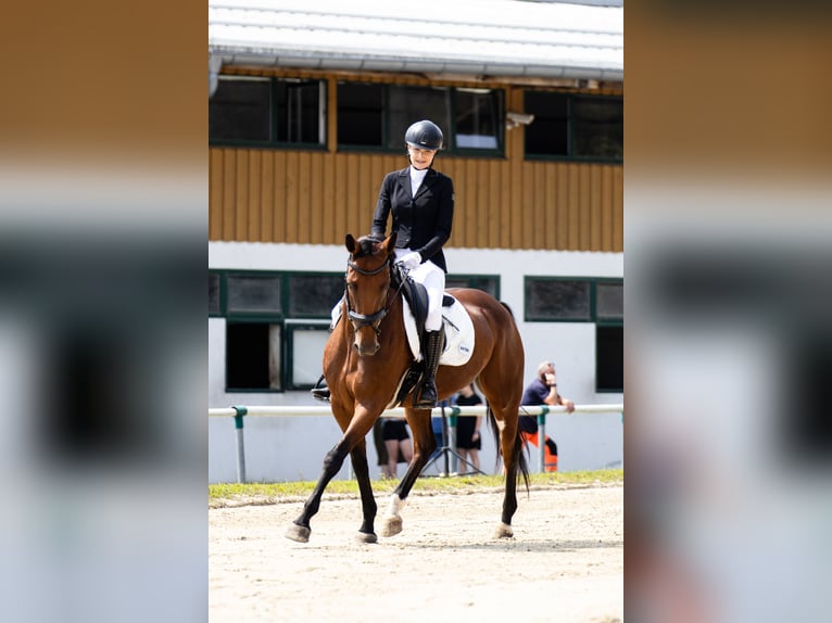 Hannoveraan Mix Merrie 9 Jaar 163 cm Roodbruin in Filovci