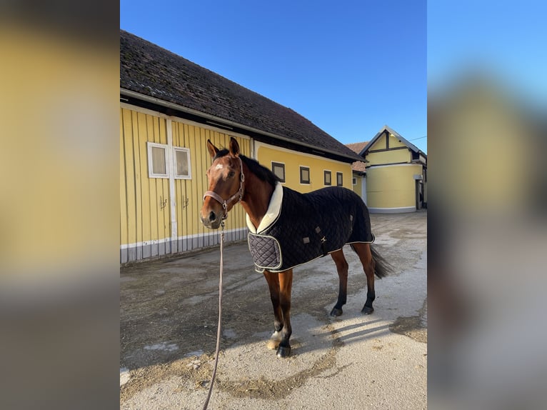 Hannoveraan Merrie 9 Jaar 164 cm Bruin in Kirchberg