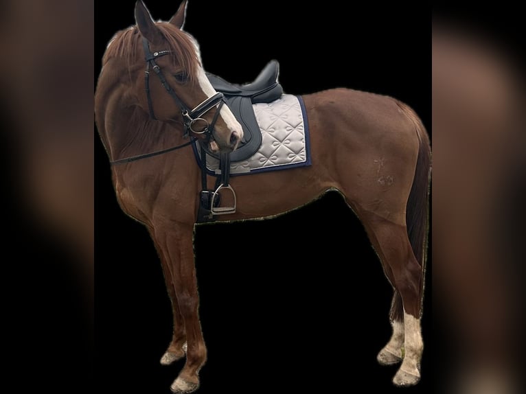 Hannoveraan Merrie 9 Jaar 164 cm Donkere-vos in Weeze