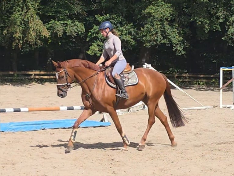 Hannoveraan Merrie 9 Jaar 164 cm Vos in Braunschweig