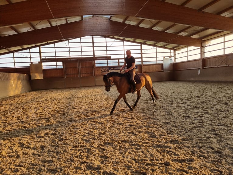 Hannoveraan Mix Merrie 9 Jaar 165 cm Bruin in Radebeul