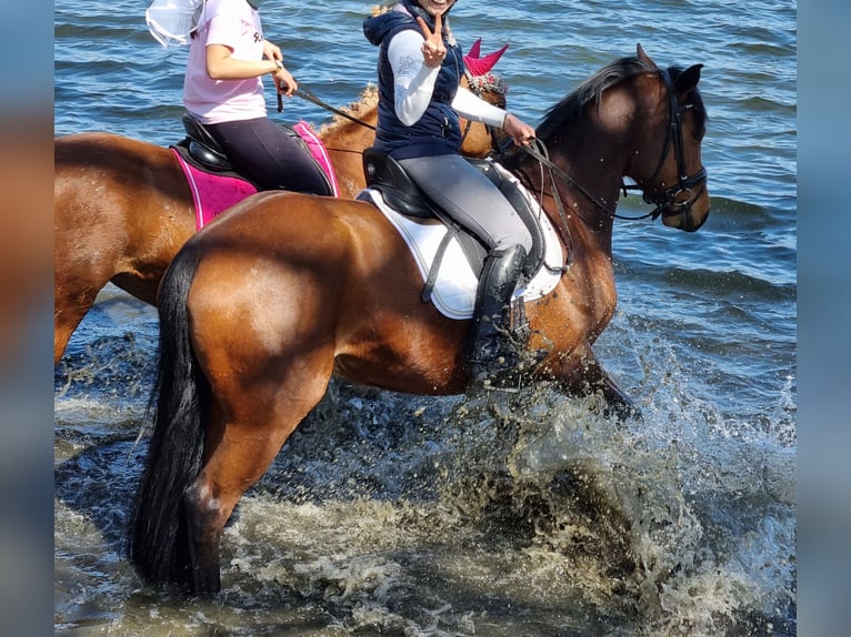 Hannoveraan Mix Merrie 9 Jaar 165 cm Bruin in Radebeul