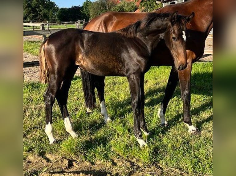 Hannoveraan Merrie 9 Jaar 165 cm Bruin in Telgte