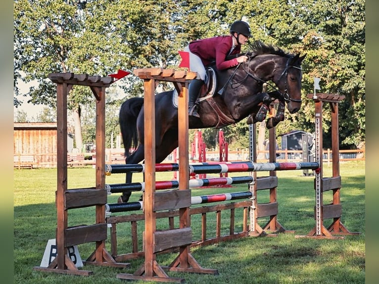 Hannoveraan Merrie 9 Jaar 165 cm Bruin in Frankfurt am Main