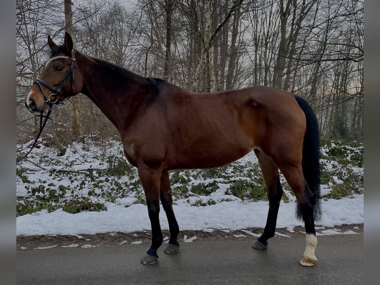 Hannoveraan Merrie 9 Jaar 165 cm Bruin in Overath