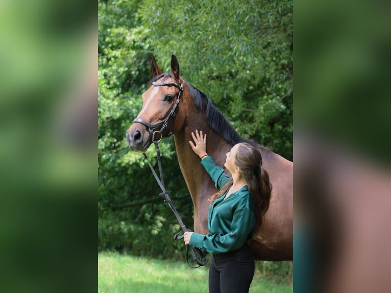 Hannoveraan Merrie 9 Jaar 165 cm Donkerbruin in Bad König